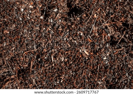 Ants in an anthill in the forest