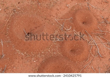 Ants and anthills in Wadi Rum, a protected desert wilderness in southern Jordan. It has impressive sandstone mountains, sand dunes and rock arches.