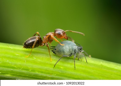 Ants And Aphids, Symbiosis