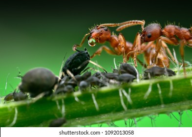 Ants And Aphids, Symbiosis