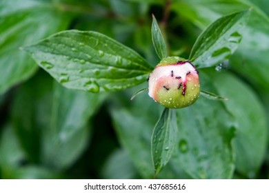 Ants in the bud