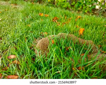 Ants Building Anthill In A Park