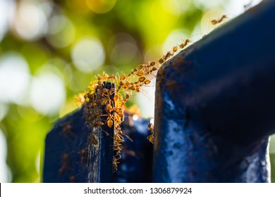  ants building a bridge with blurry bokeh background 