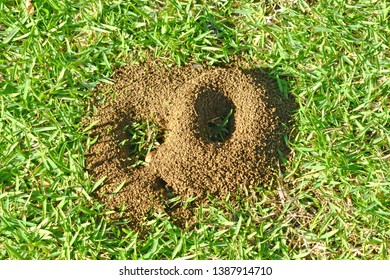 Ants Building A Nest On A Green Lawn