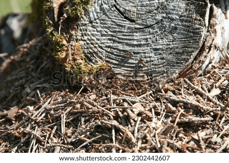 Ants building in a treestump