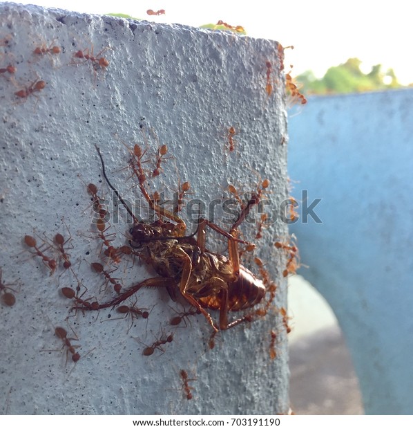Ants Carry Cockroaches Nest Stock Photo (Edit Now) 703191190