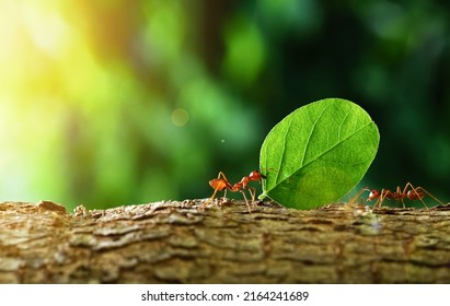 Ants carry the leaves back to build their nests, carrying leaves, close-up. sunlight background. Concept team work together.                                            