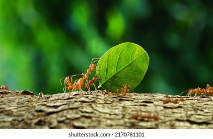 Las hormigas llevan las hojas de vuelta para construir sus nidos, cargando hojas, cerca. fondo de luz solar. El equipo conceptual trabaja en conjunto.	                          