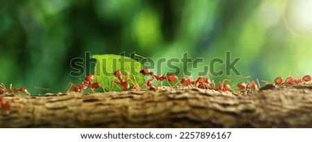 Ants carry the leaves back to build their nests, carrying leaves, close-up. sunlight background. Concept team work together.	                        