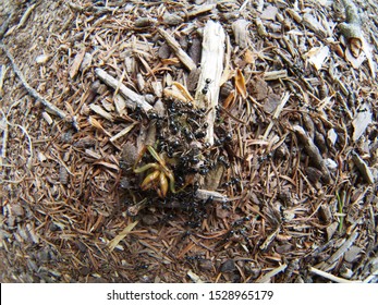 Ants Carrying Dead Insects Forest Stock Photo 1528965179 | Shutterstock