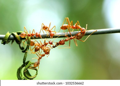 Ants Carrying Food