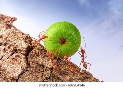 Ants carrying food together, teamwork concept