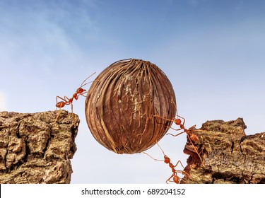 Ants Carrying Food Together, Teamwork Concept