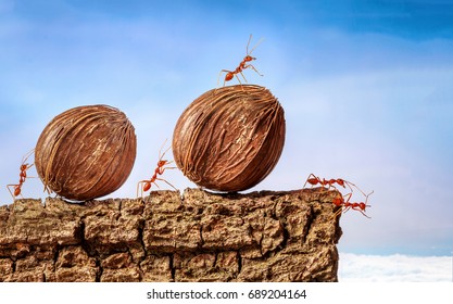 Ants Carrying Food Together, Teamwork Concept