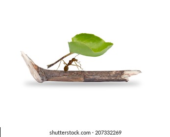  Ants Carrying Leaf, 