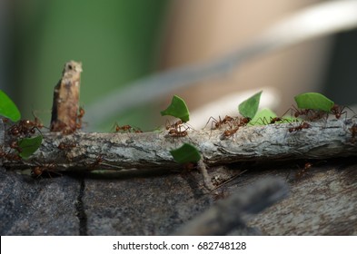 Ants Carrying Leaves