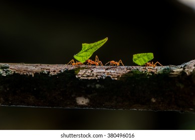 Ants are carrying on leaves