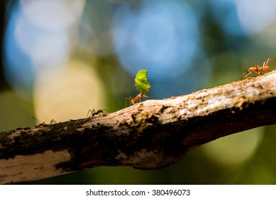 Ants Are Carrying On Leaves