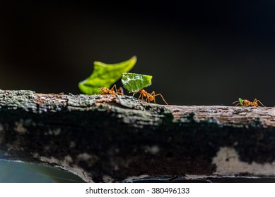 Ants Are Carrying On Leaves