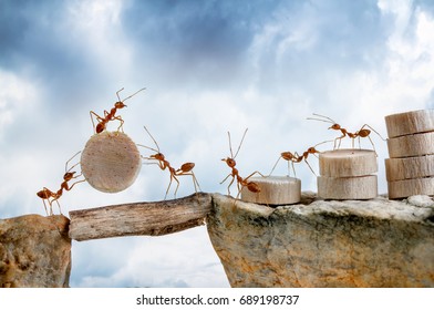 Ants carrying wood crossing cliff, teamwork concept
