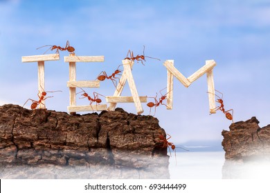 Ants Carrying Wording Team, Teamwork Concept