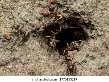 ants clean an ant hill, team work of meadow ants (Formica pratensis) on cleaning and protecting an ant hill, macro photo of insect life, concept of collective labor efficiency