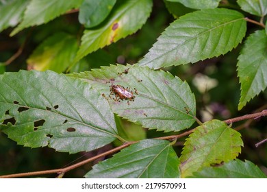 Ants Clean Up Dead Bodies Forest Cleaners