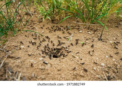Ants close-up. Ants family. Little black ants are at work. Ants with prey at the entrance to the termite mound. Clay and small stones texture. Mink in the ground. Green grass near termite mound