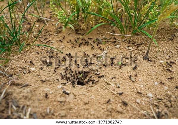 Ants close-up. Ants family. Little black ants are\
at work. Ants with prey at the entrance to the termite mound. Clay\
and small stones texture. Mink in the ground. Green grass near\
termite mound