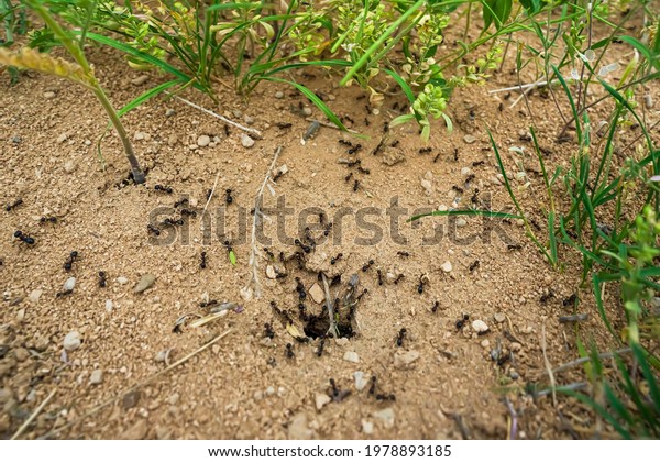 Ants close-up. Ants family. Little black ants are\
at work. Ants with prey at the entrance to the termite mound. Clay\
and small stones texture. Mink in the ground. Green grass near\
termite mound