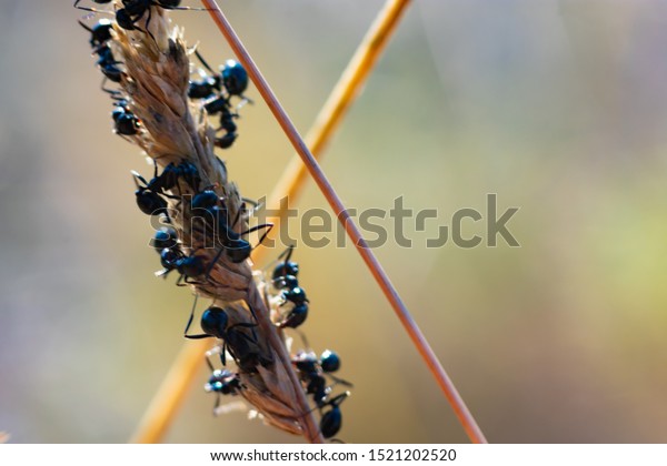 アーモンドの木の畑で冬の食べ物を集めるアリ の写真素材 今すぐ編集