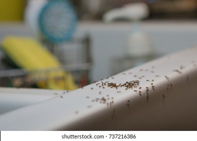 Answer to Problem with Kitchen Ants