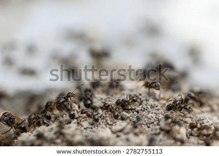 Ants crawl over sandy surface. Group of black ants moving together