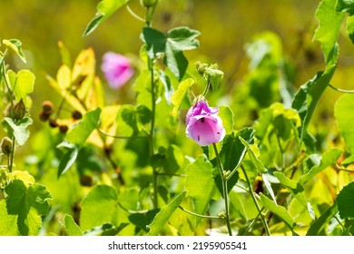 Ants Crawling In A Flower