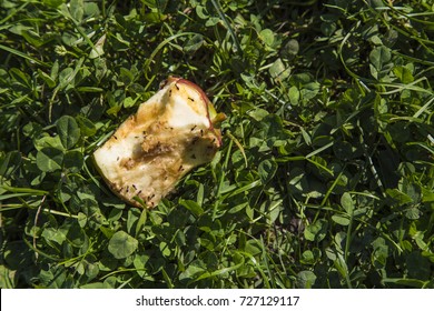 Ants Crawling On Apple Core In Grass