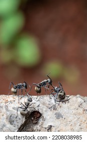 Ants Crawling On The Floor