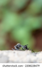 Ants Crawling On The Floor