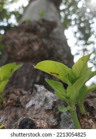 Ants Crawling On The Leaves