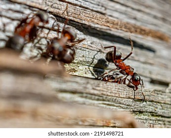 Ants Crawling On A Log