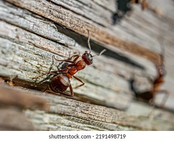 Ants Crawling On A Tree