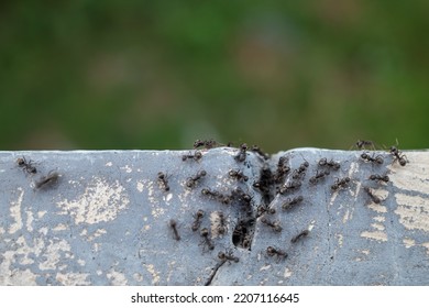 Ants Crawling On The Wall