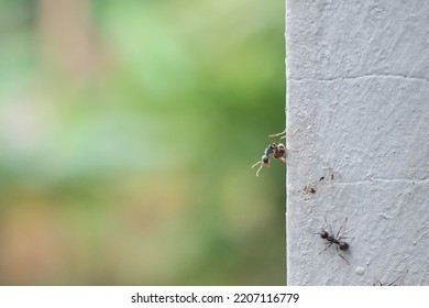 Ants Crawling On The Wall