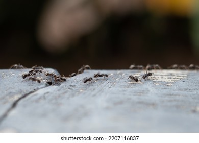 Ants Crawling On The Wall