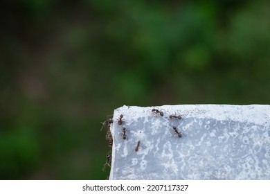 Ants Crawling On The Wall