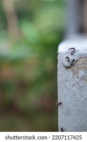 Ants Crawling On The Wall