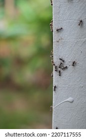 Ants Crawling On The Wall