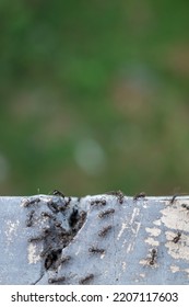 Ants Crawling On The Wall