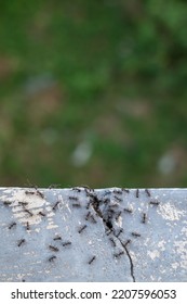 Ants Crawling On The Wall