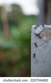 Ants Crawling On The Wall