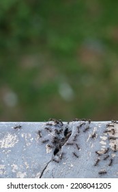 Ants Crawling On The Wall